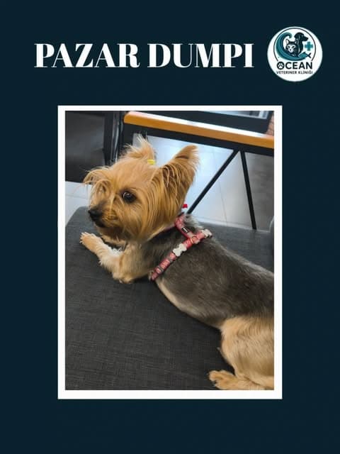 Klinikte muayene sırasında bir köpek hastası