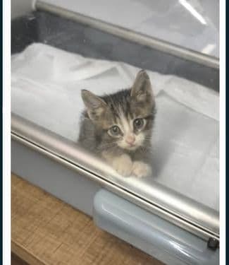 Kliniğimizde bakım gören bir kedi dostumuz